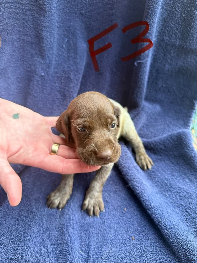 German Shorthaired Pointer Puppies media 24