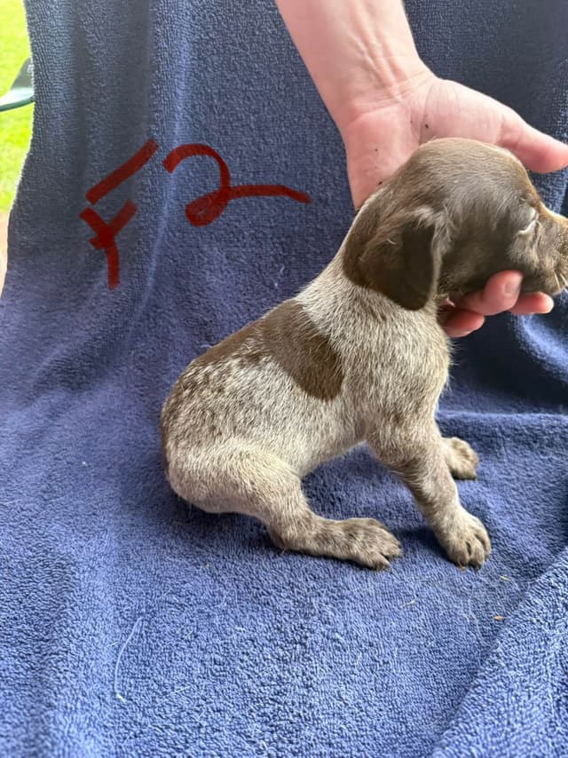 German Shorthaired Pointer Puppies media 28