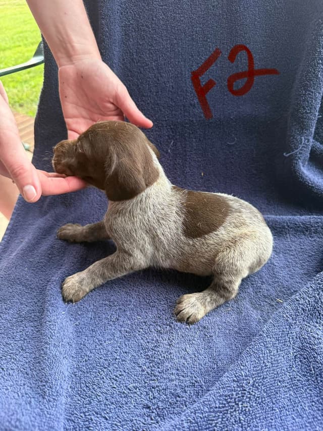 German Shorthaired Pointer Puppies media 25