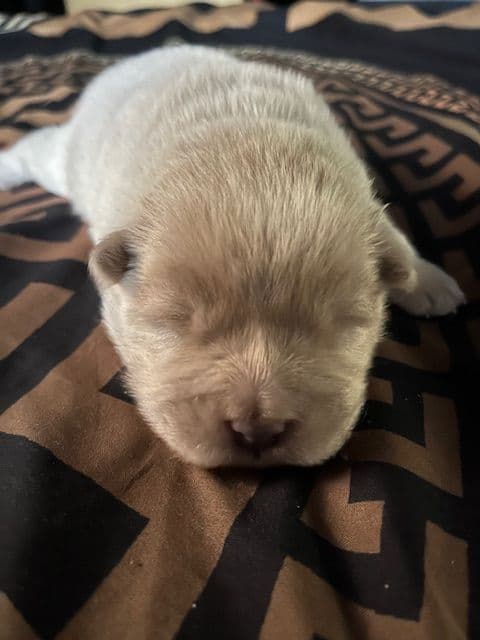 Chow Chow Puppies breeder image 1