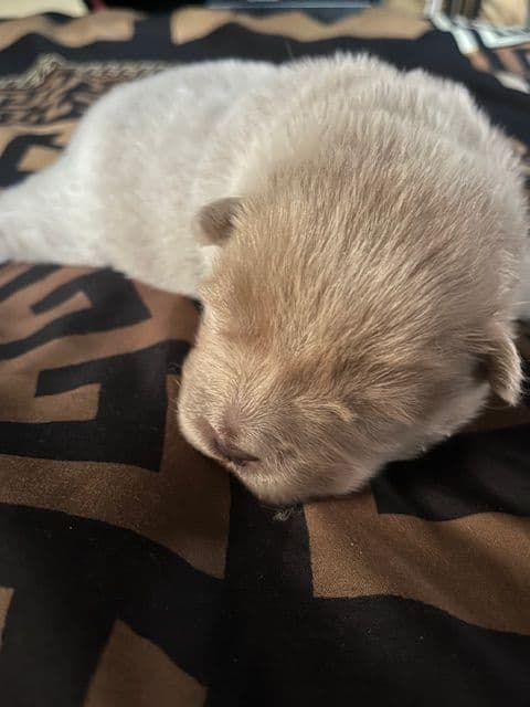 Chow Chow Puppies breeder image 2