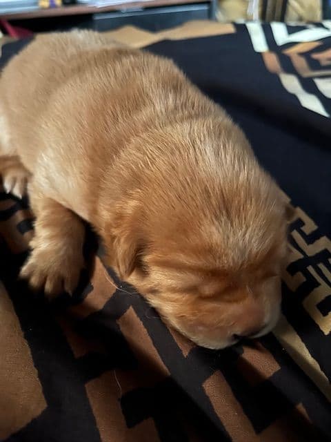 Chow Chow Puppies breeder image 3