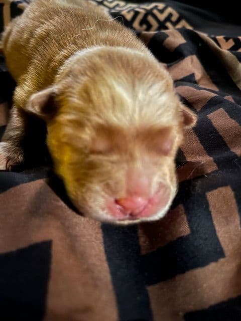 Chow Chow Puppies breeder image 4