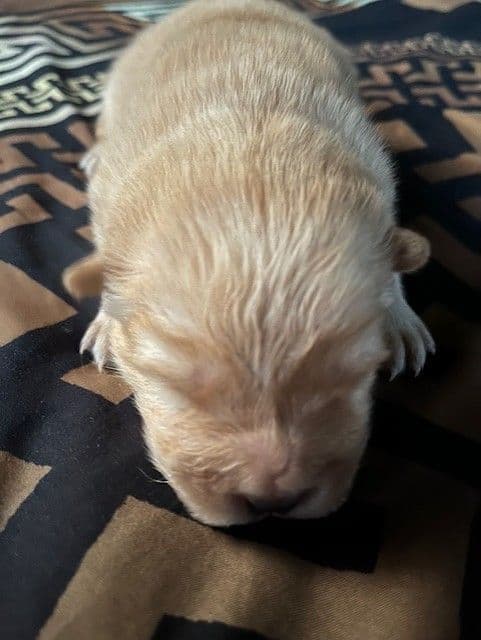 Chow Chow Puppies breeder image 5