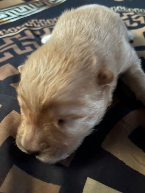 Chow Chow Puppies breeder image 6