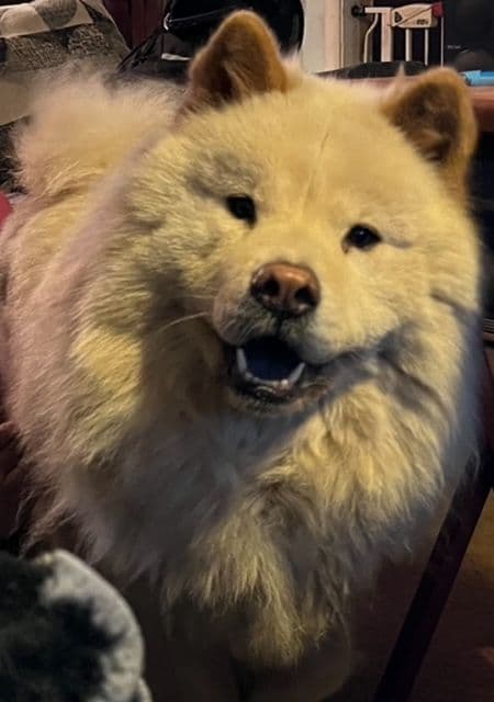 Chow Chow Puppies breeder image 7