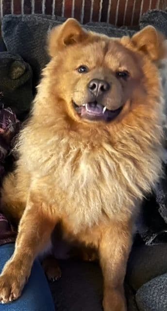 Chow Chow Puppies breeder image 8