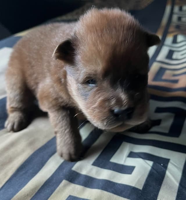 Chow Chow Puppies media 13