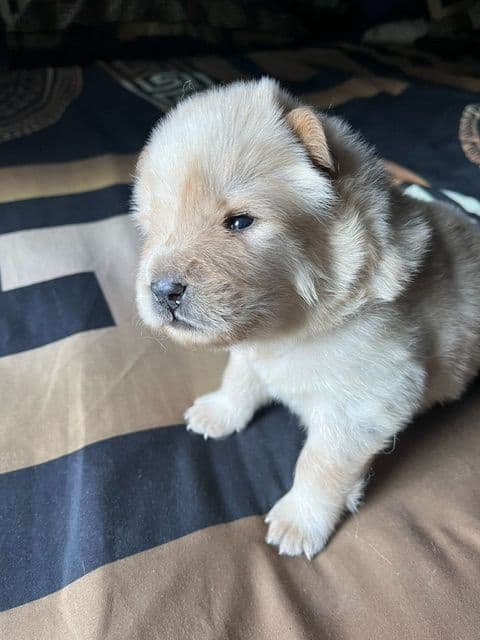 Chow Chow Puppies media 11