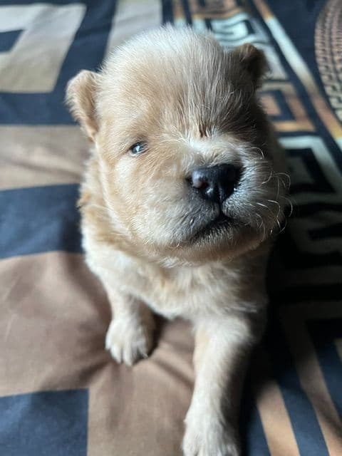Chow Chow Puppies media 6