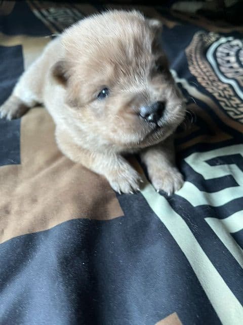 Chow Chow Puppies media 12