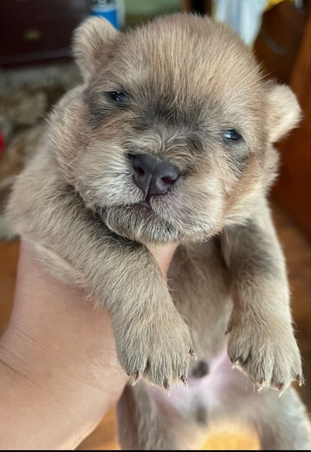 Chow Chow Puppies media 8