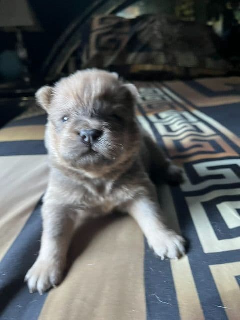 Chow Chow Puppies media 10