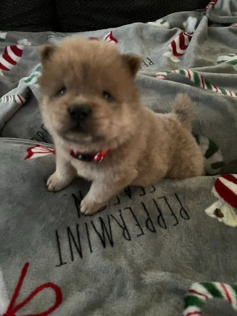 Chow Chow Puppies media 2