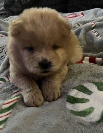 Chow Chow Puppies media 4