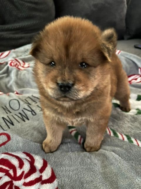 Chow Chow Puppies media 3