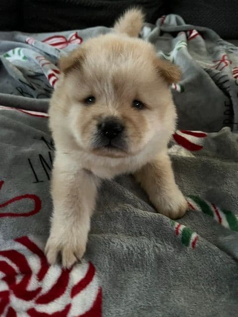 Chow Chow Puppies media 7
