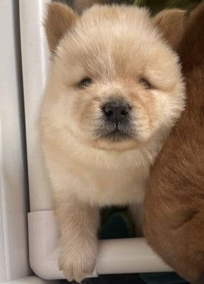 Chow Chow Puppies media 5