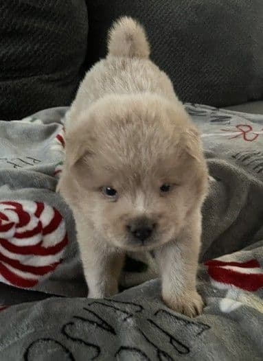 Chow Chow Puppies media 9