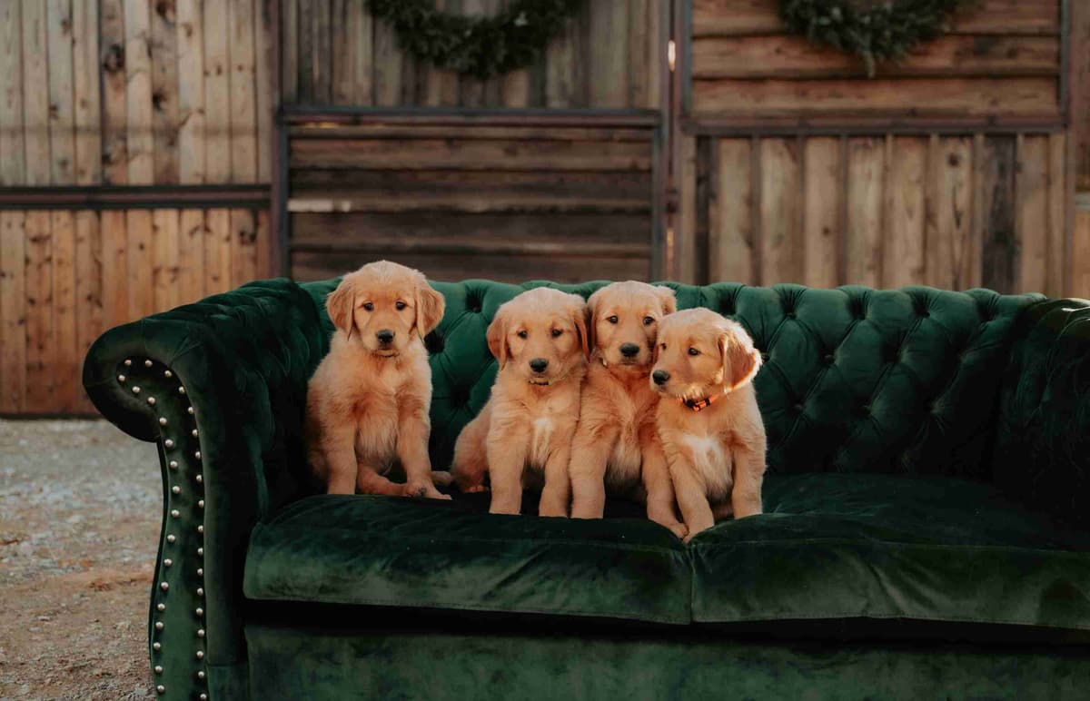 AKC Golden Retriever Puppies breeder image 2