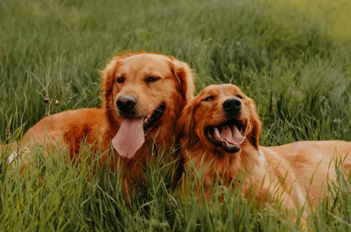 AKC Golden Retriever Puppies breeder image 3