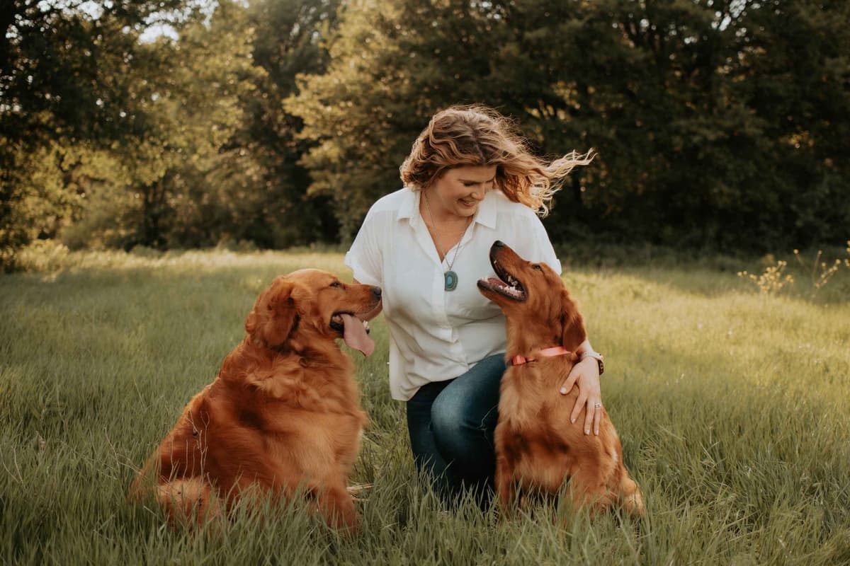 AKC Golden Retriever Puppies breeder image 4