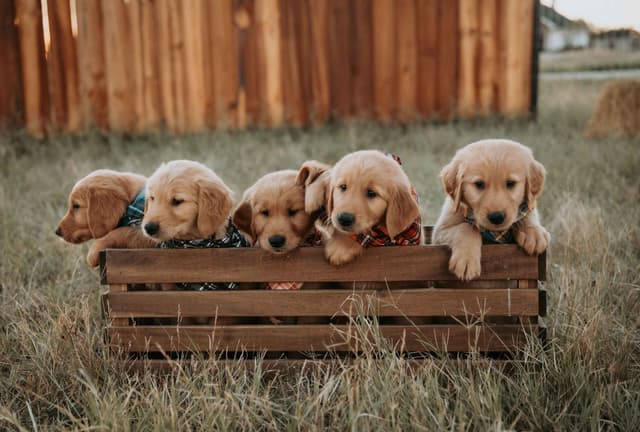 AKC Golden Retriever Puppies media 2