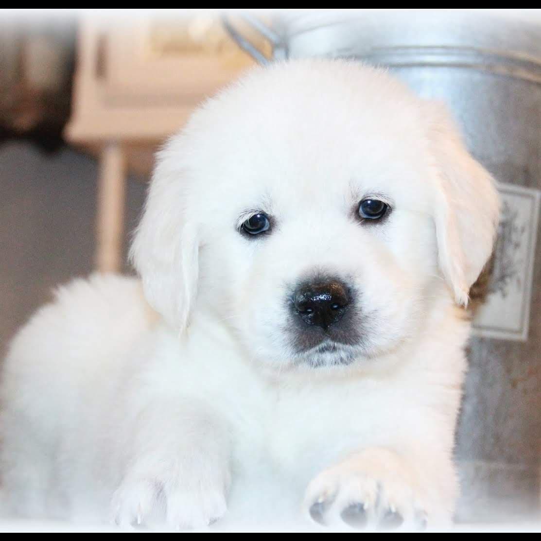 Golden Retriever Puppies** southern California delivery available** breeder image 1