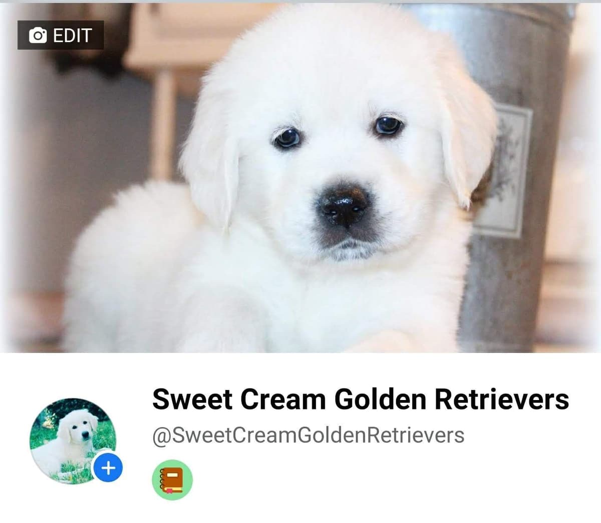 Golden Retriever Puppies** southern California delivery available** breeder image 3