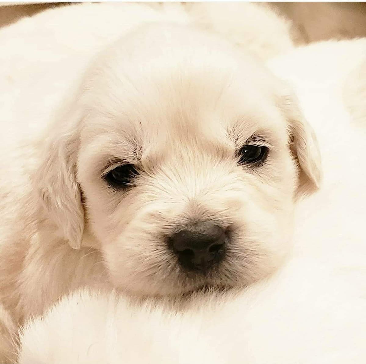 Golden Retriever Puppies** southern California delivery available** breeder image 4