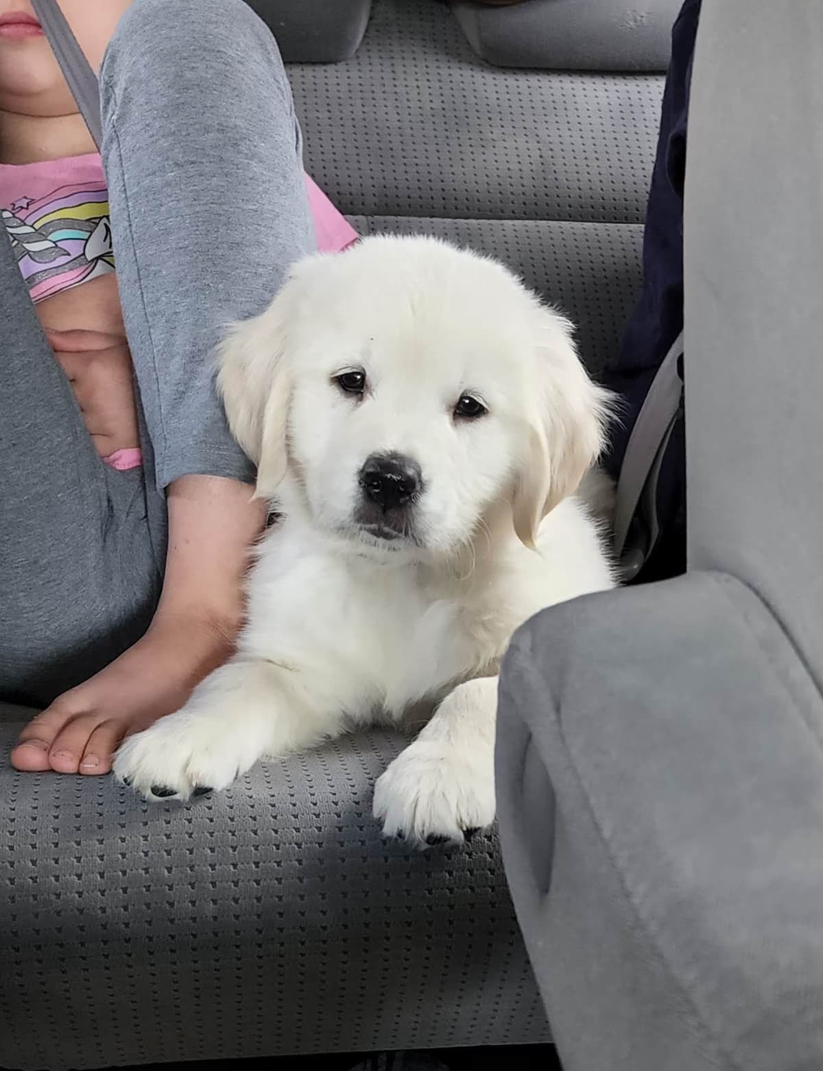 Golden Retriever Puppies** southern California delivery available** breeder image 6