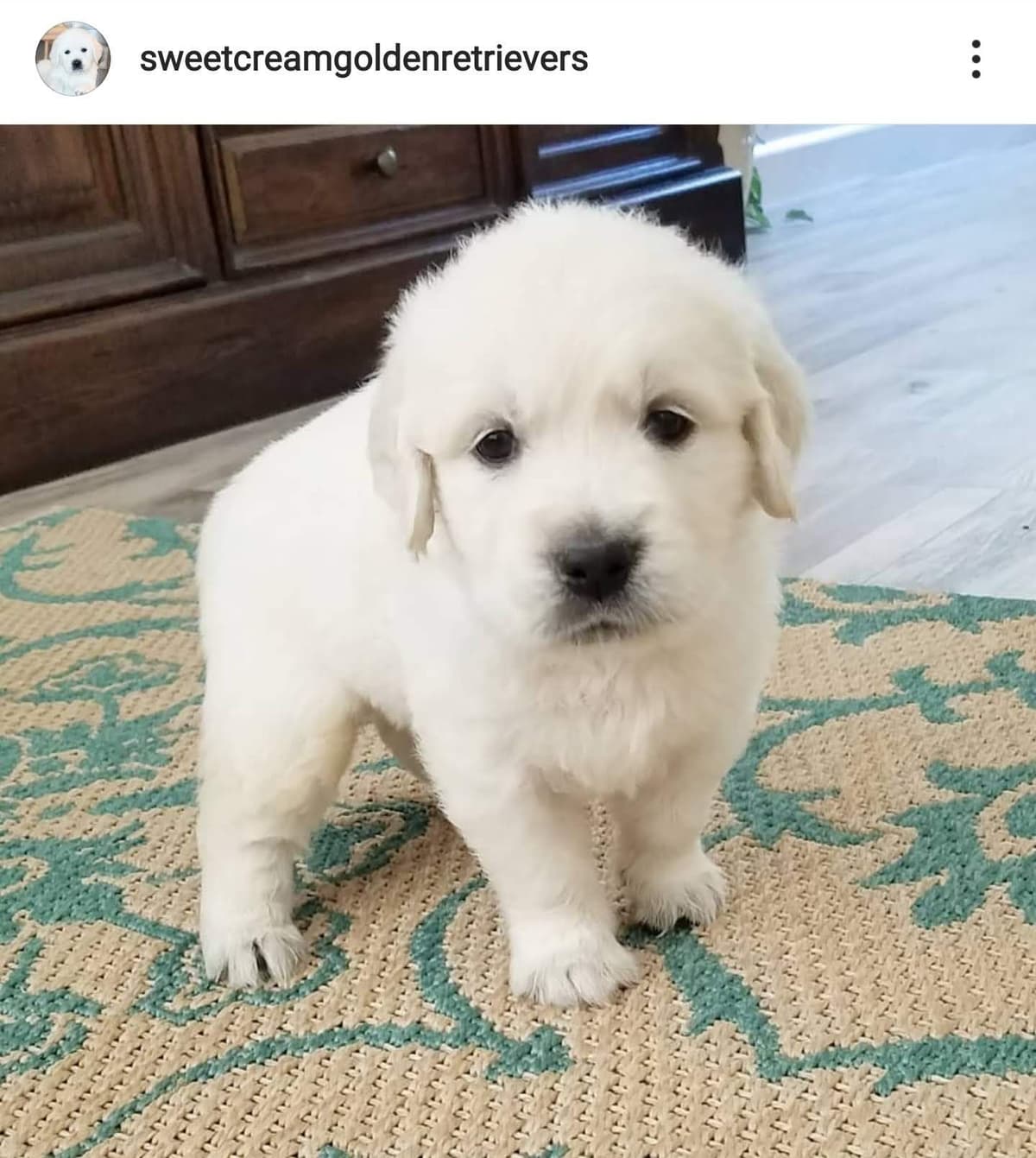 Golden Retriever Puppies** southern California delivery available** breeder image 7