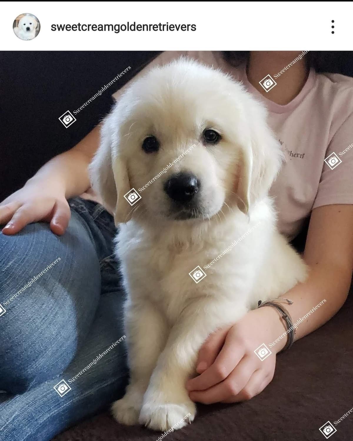Golden Retriever Puppies** southern California delivery available** breeder image 8