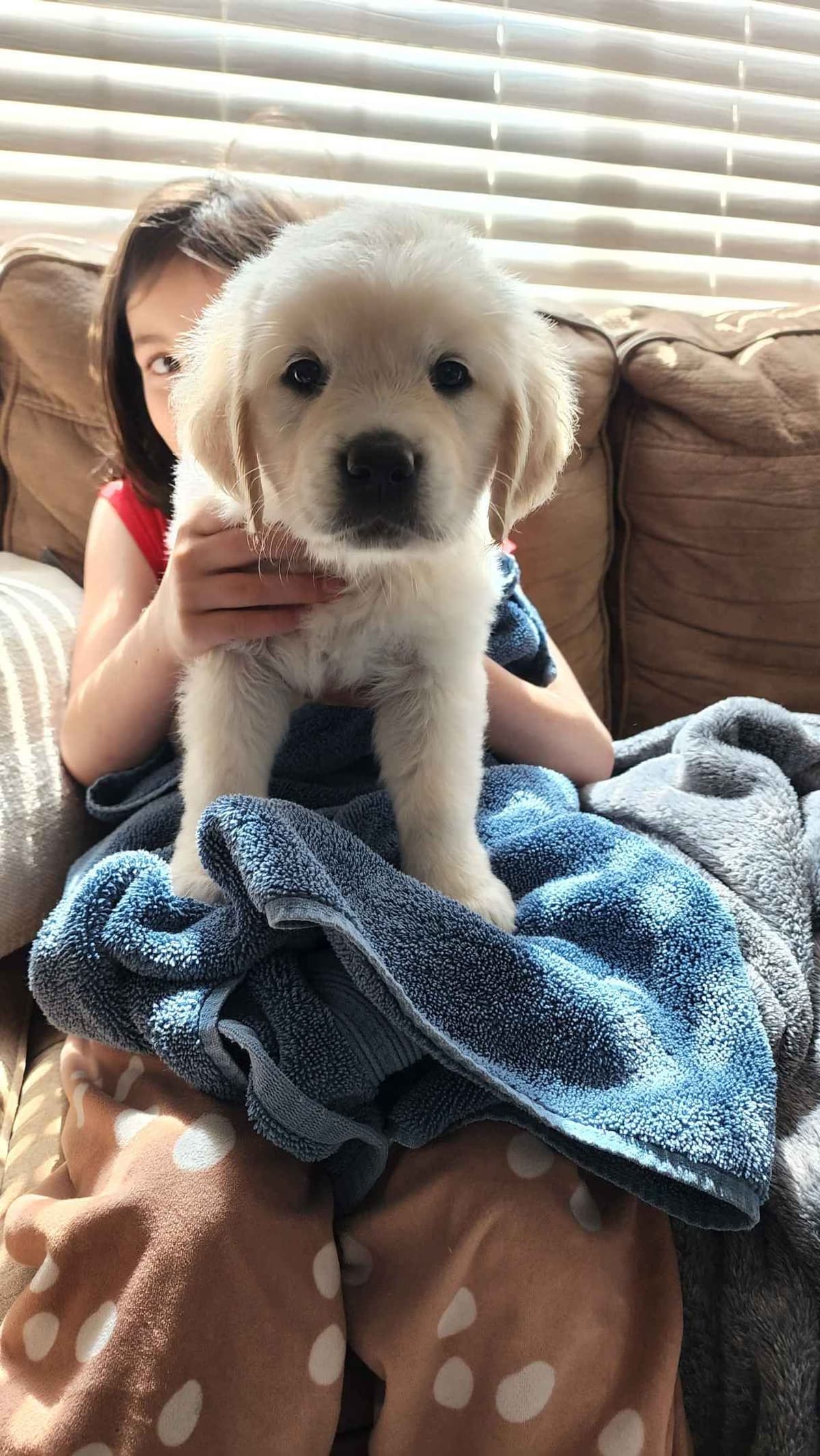 Golden Retriever Puppies** southern California delivery available** breeder image 9