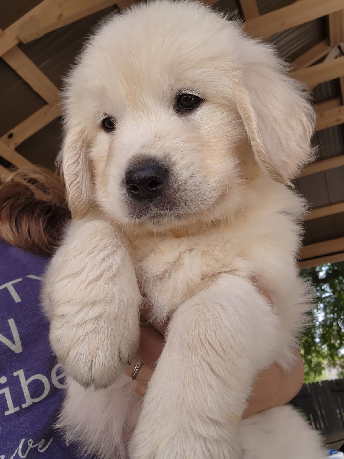 Golden Retriever Puppies** southern California delivery available** breeder image 11