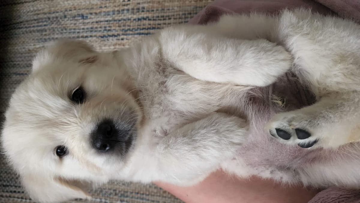Golden Retriever Puppies** southern California delivery available** breeder image 10