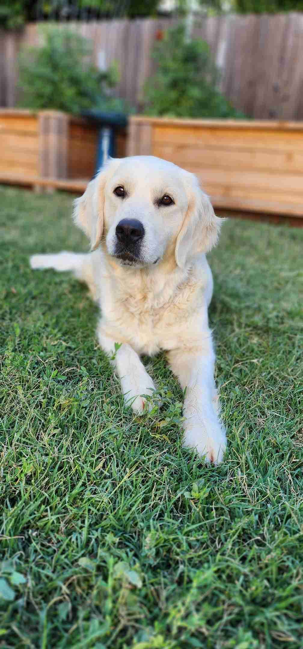 Golden Retriever Puppies** southern California delivery available** breeder image 13
