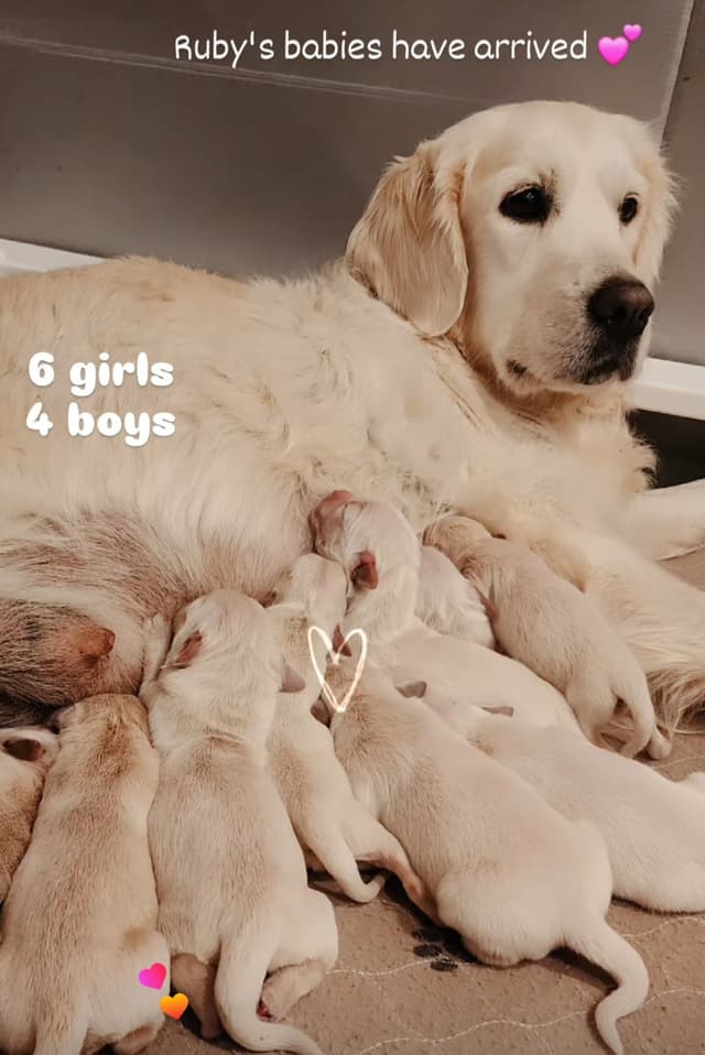Golden Retriever Puppies- I deliver to Southern California media 3