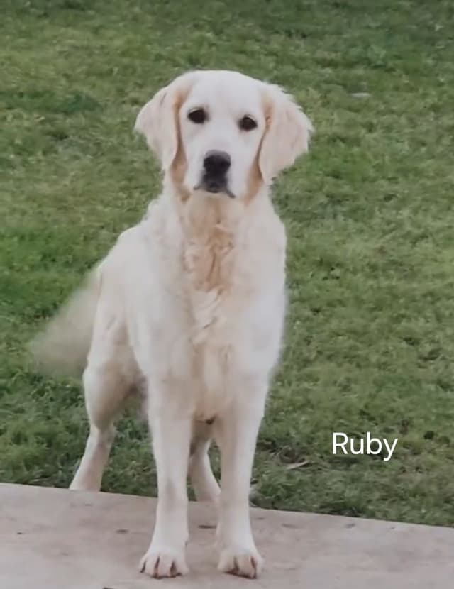 Golden Retriever Puppies- I deliver to Southern California media 4