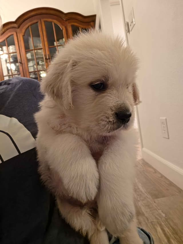 Golden Retriever Puppies- I deliver to Southern California media 5