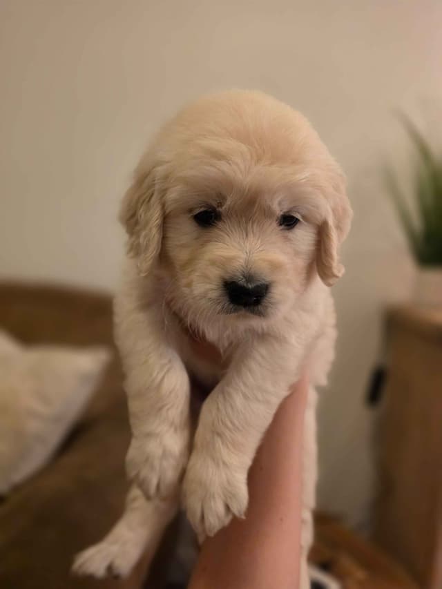 Golden Retriever Puppies- I deliver to Southern California media 6