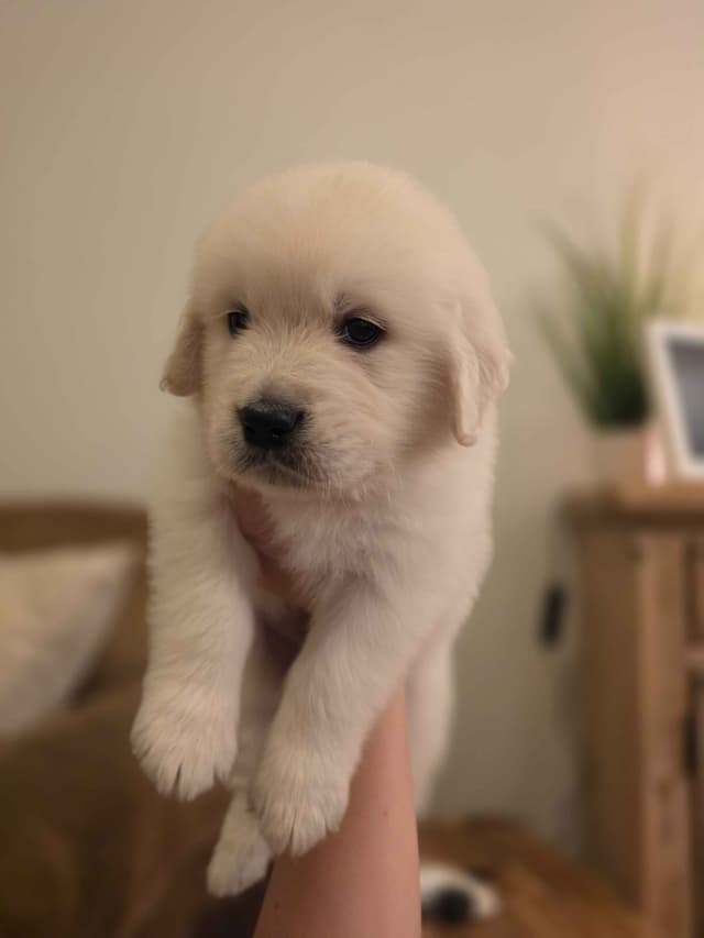 Golden Retriever Puppies- I deliver to Southern California media 7