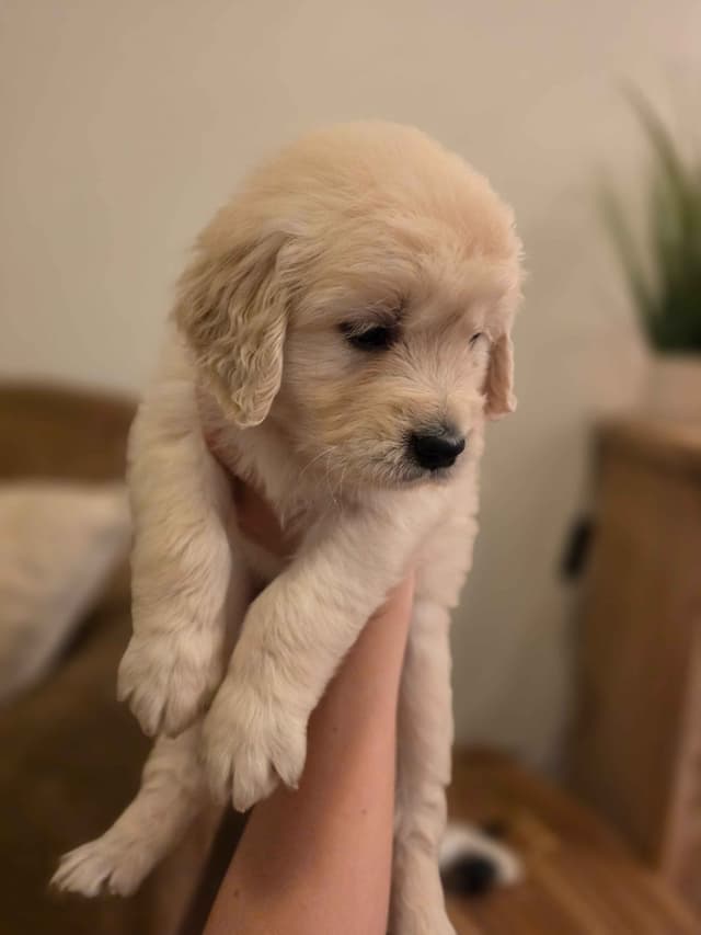 Golden Retriever Puppies- I deliver to Southern California media 8