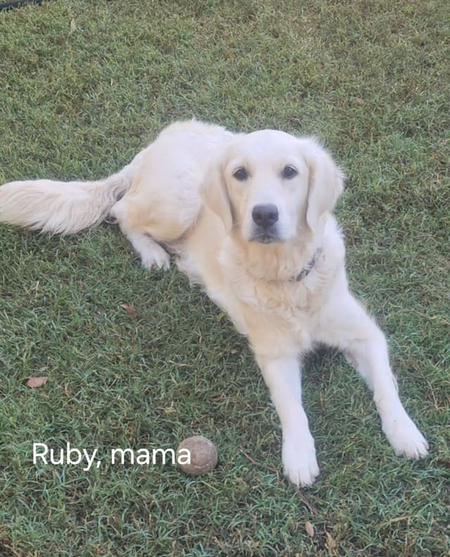 Golden Retriever Puppies- I deliver to Southern California media 9
