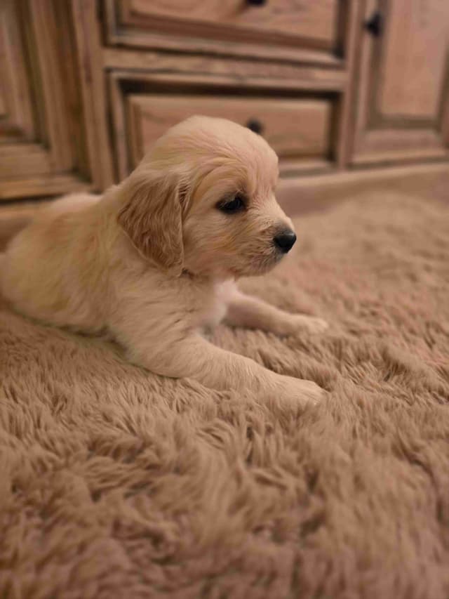 Golden Retriever Puppies** southern California delivery available** media 2