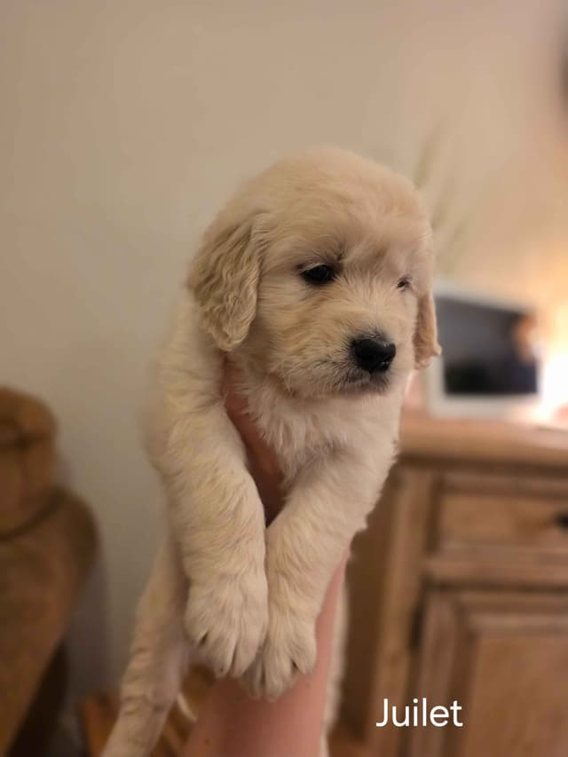 Golden Retriever Puppies** southern California delivery available** media 4