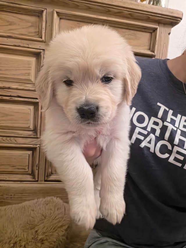 Golden Retriever Puppies** southern California delivery available** media 6