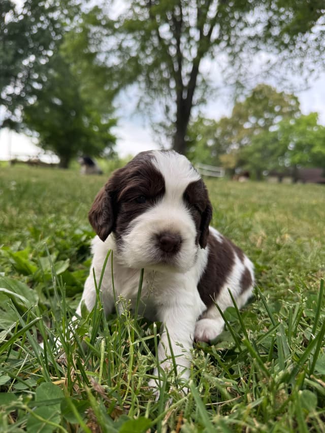 English Springer Spaniel Puppies media 2
