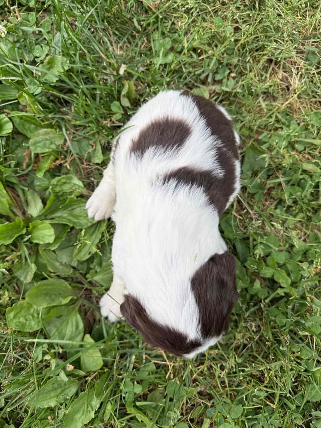 English Springer Spaniel Puppies media 4