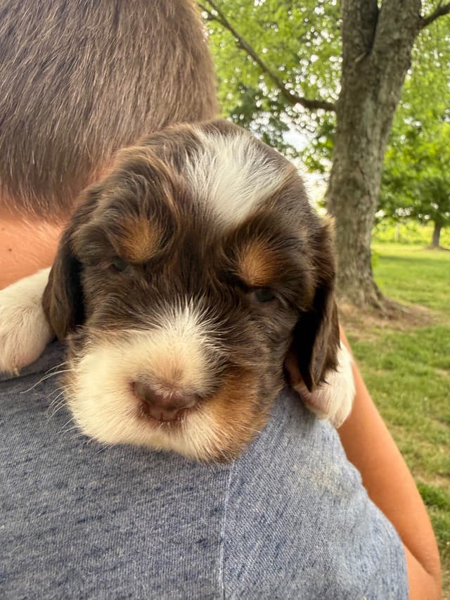 English Springer Spaniel Puppies media 3